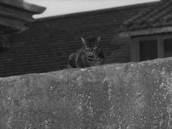 Le Spectre du chat - Combo Blu-ray + DVD